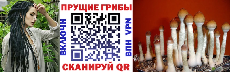 где купить наркотик нарко площадка состав Псилоцибиновые грибы прущие грибы Красавино